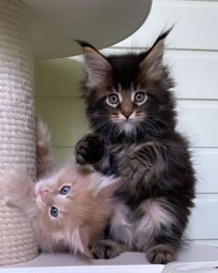 Kitten MaineCoon
