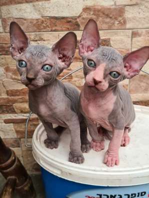 Продаются котята породы сфинкс