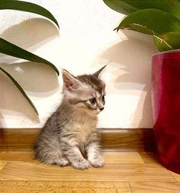 Котята курильского бобтейла фото 3