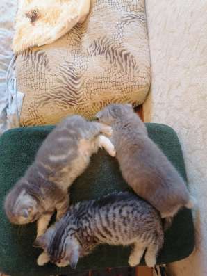 Шотландские котята в Тюмени фото 6