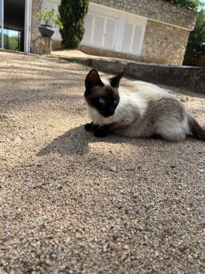 Gata con gatitos фото 4