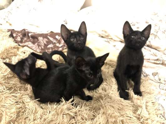 Ориентальные котята