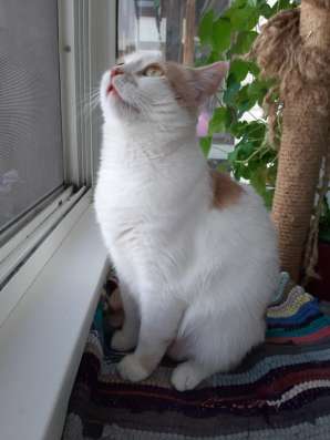 Классная кошка в Королёве
