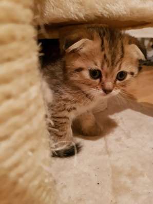 ПРОДАМ ШОТЛАНДСКИХ КОТЯТ