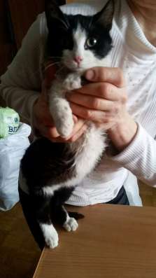 Котенок!