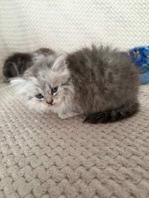 котята в Култаеве
