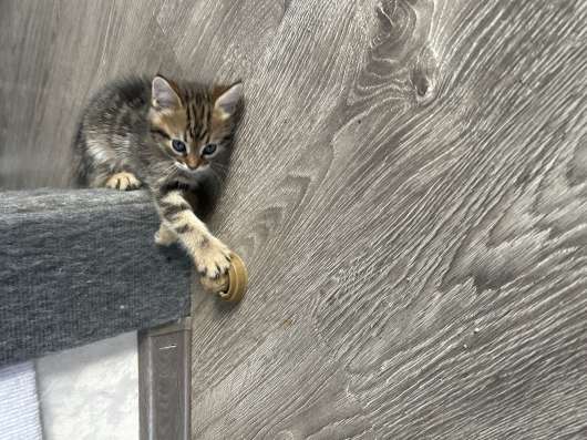 Котята в добрые руки в Унече фото 4