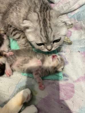 Котята манчкин в Томске фото 7