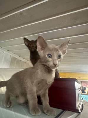 Ориентальные котята