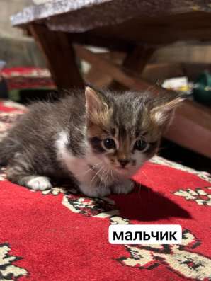 Котята в Нижневартовске фото 3