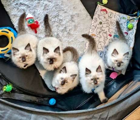 Котодетки Рэгдолл в Москве фото 3