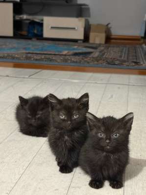 Отдам котят