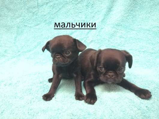 Уникальный микс Мопс+Кинг 1,5мес в Москве фото 3