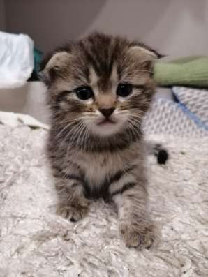 Котята шотландцы в Тольятти фото 5