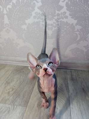 Котята Канадский сфинкс фото 6