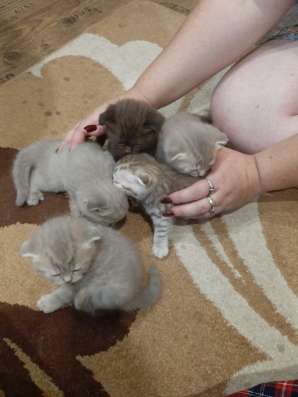 Шотландские котята