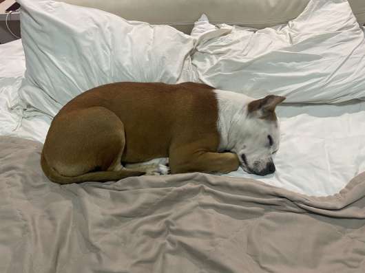 Selling a dog ammstaff