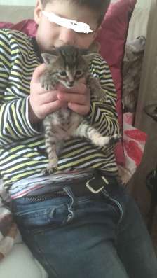 Отдам котят в Нижнем Новгороде фото 15