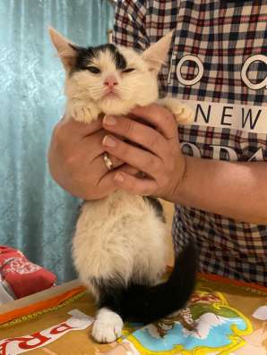 Котёнок в добрые руки в Екатеринбурге