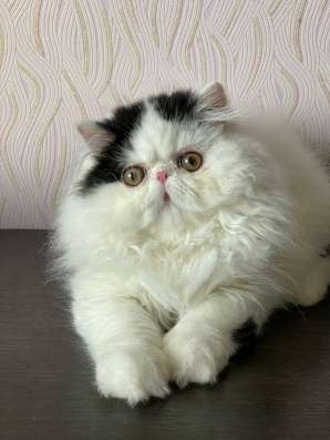 Котята Экзоты