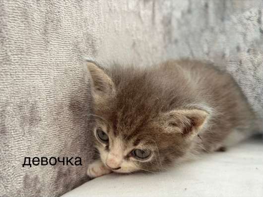 Котята в Краснодаре