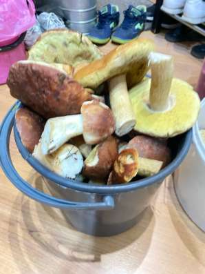 Продам грибы белые