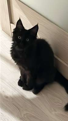 Кот Меинкун 3.5 месяца фото 3