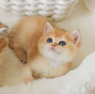 Шотландские котята