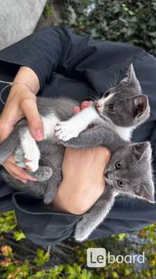 Отдам котят в добрые руки (Кочубей/Кизляр) в Кизляре