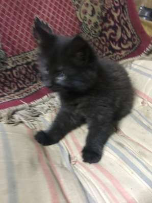 Умные котята