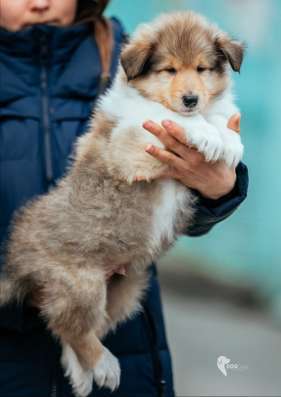 Collie rough Puppies фото 4