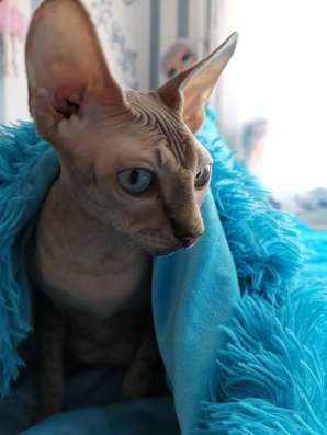 Котята Канадского Сфинкса фото 9