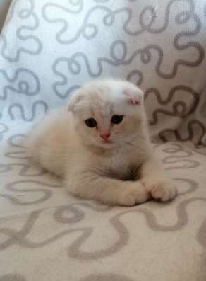 Продам шотландского мальчика фото 3