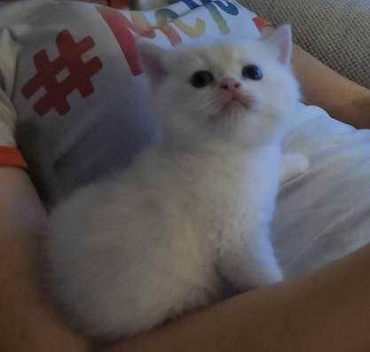 Британский голден поинт котенок мальчик