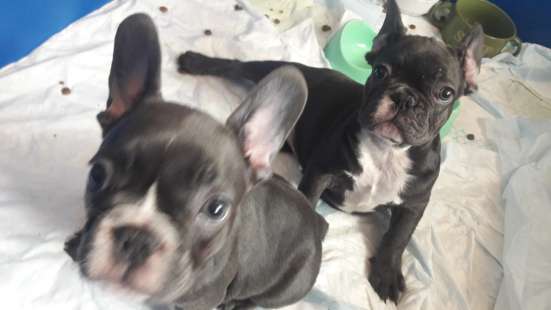 Blue french bulldog фото 6
