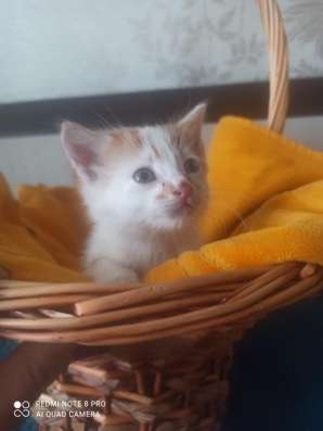 Котенок Рыжик в Краснодаре фото 16