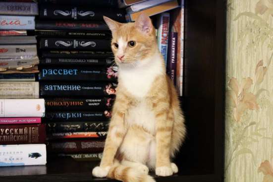 Котик-подросток Ярик в добрые руки фото 3