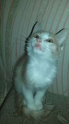 Отдам котенка в добрые руки