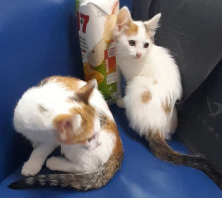 Отдам котят в добрые руки