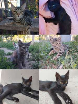 Котята в дар в хорошие руки