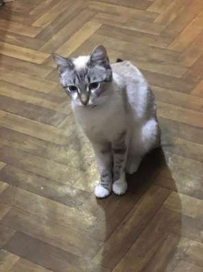 Отдаю котят в добрые руки в Кургане