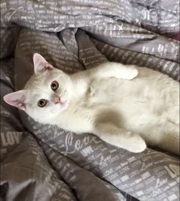 Продаётся шотландский котёнок в Серпухове фото 3