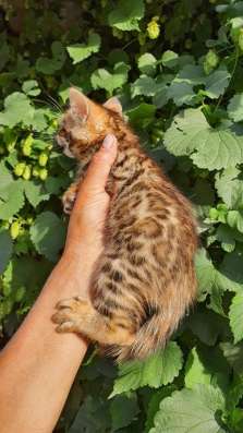 Бенгальские котята