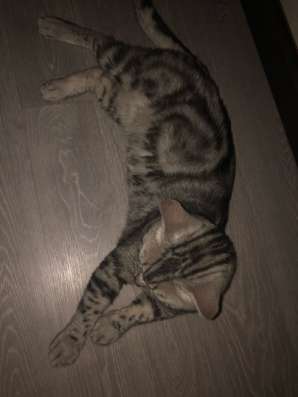 Вязка с шотландским котом в Уфе фото 3