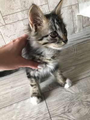 Котята в Нововоронеже