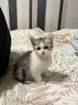Котята в добрые руки в Кашире фото 5