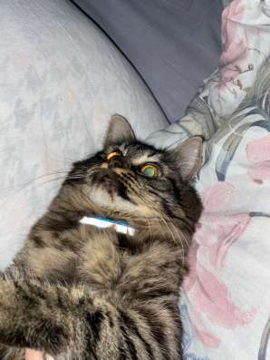 8месячный котенок