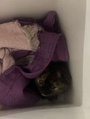 Отдам котёнка в добрые руки бесплатно