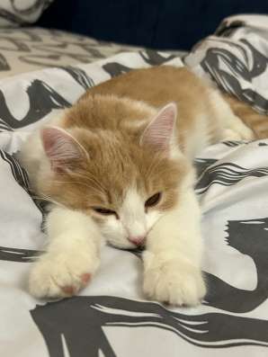 Отдам котика в добрые руки