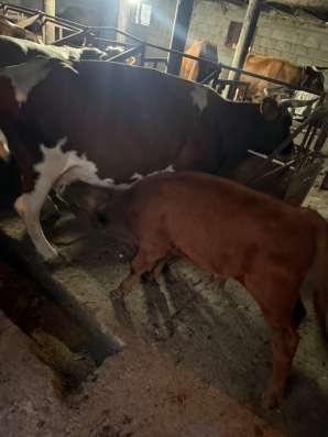 Животные в Кизляре